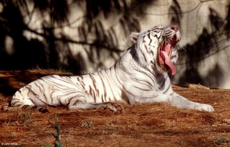 White Tiger 2001 003-by John White.jpg