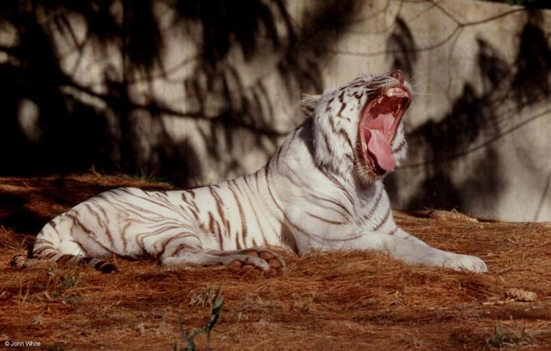 White Tiger 2001 004-by John White.jpg