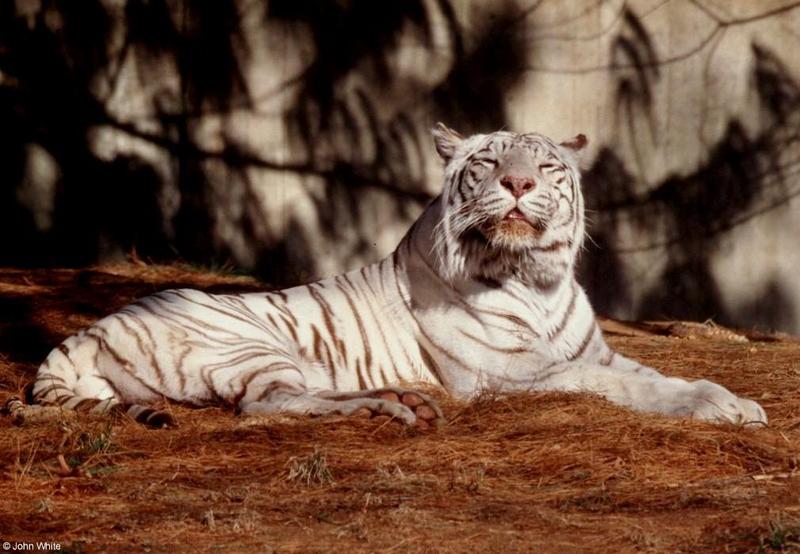 White Tiger 2001 005-by John White.jpg