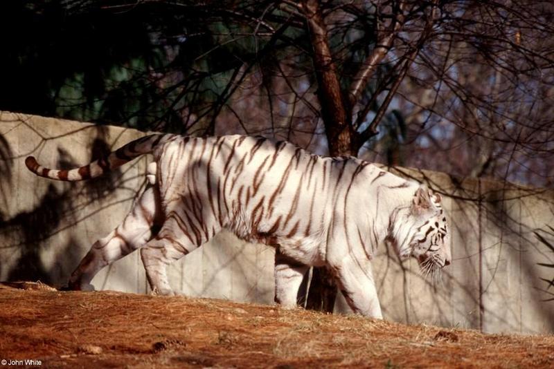 White Tiger 2001 006-by John White.jpg