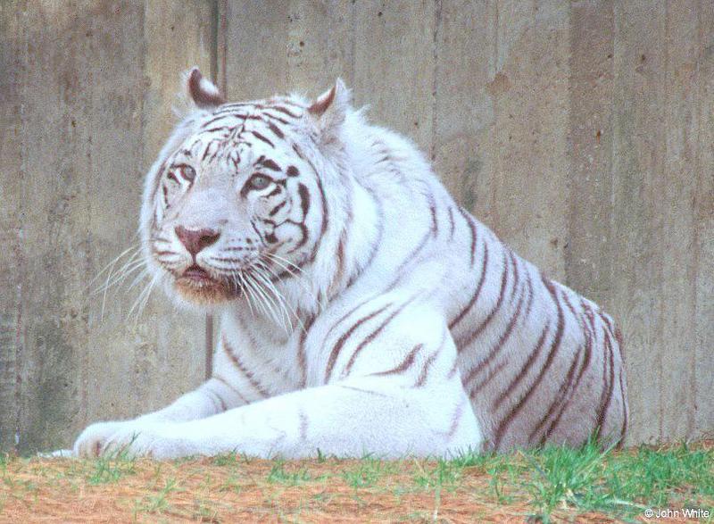 White Tiger  300 by John White.jpg