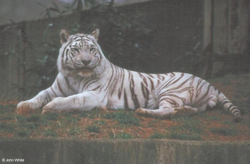 White tiger01-by John White.jpg
