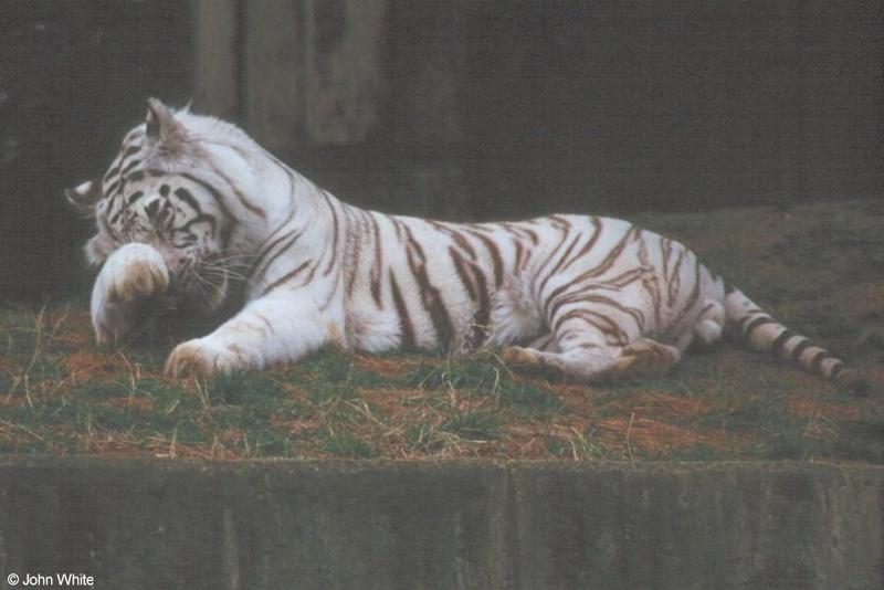 White tiger02-by John White.jpg