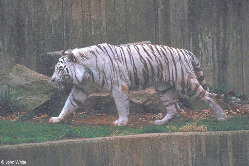 White tiger04-by John White.jpg