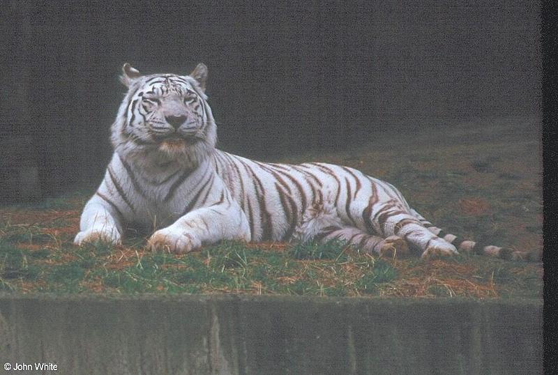 White tiger06-by John White.jpg