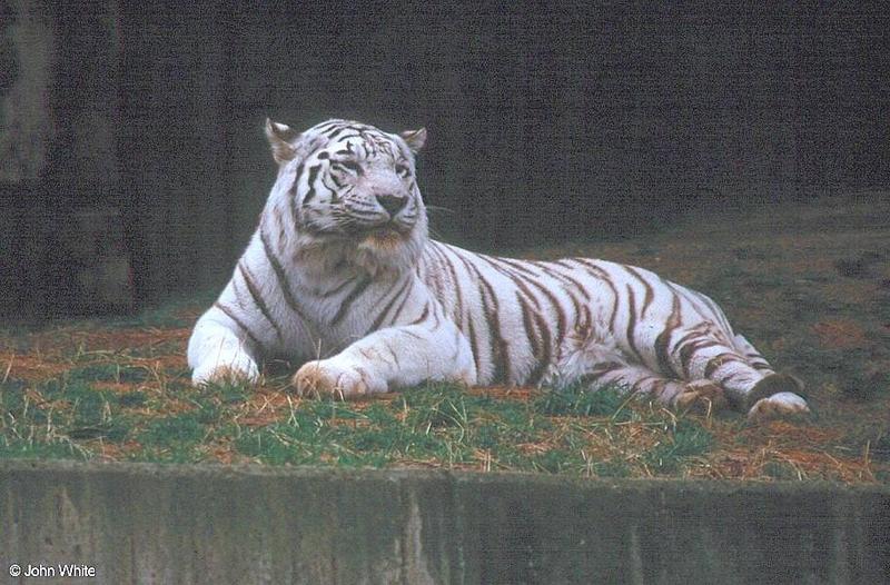 White tiger07-by John White.jpg