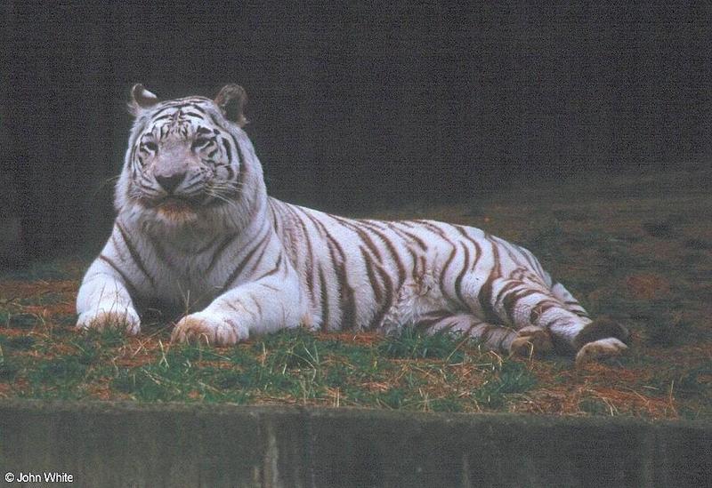 White tiger08-by John White.jpg