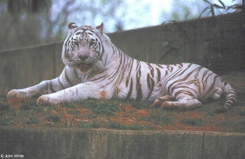 White tiger09-by John White.jpg