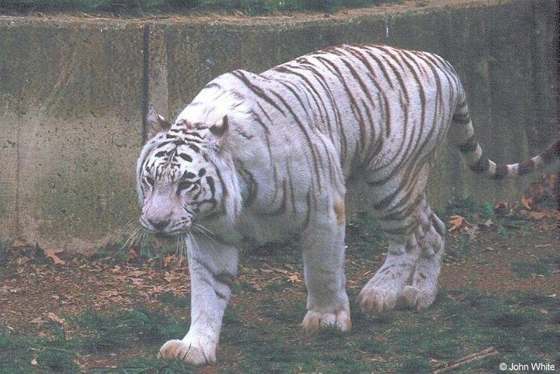 White tiger10-by John White.jpg