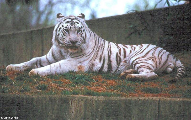 White tiger11-by John White.jpg