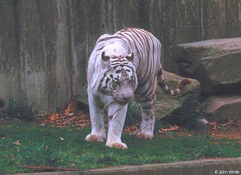 White tiger13-by John White.jpg