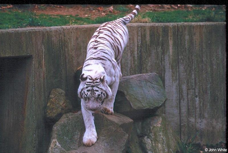 White tiger14-by John White.jpg