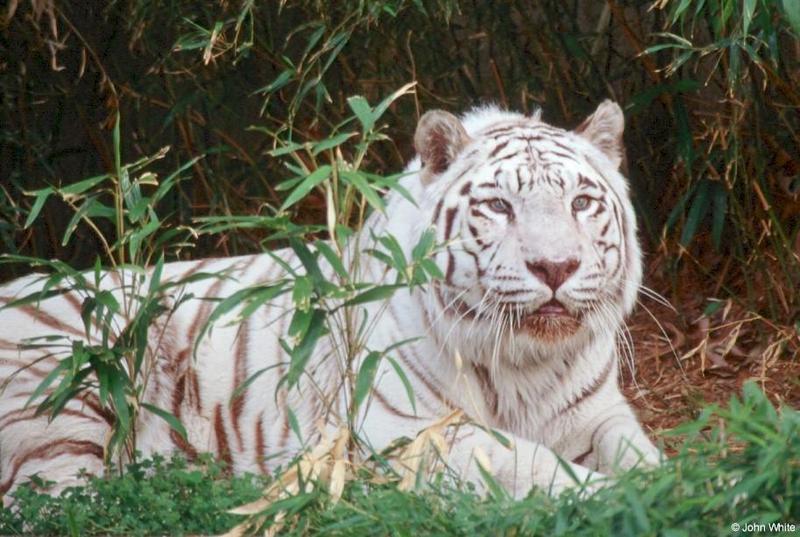 White tiger201-by John White.jpg