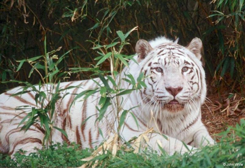 White tiger202-by John White.jpg