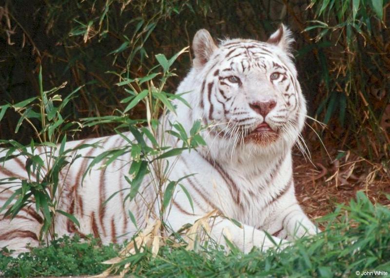 White tiger205-by John White.jpg