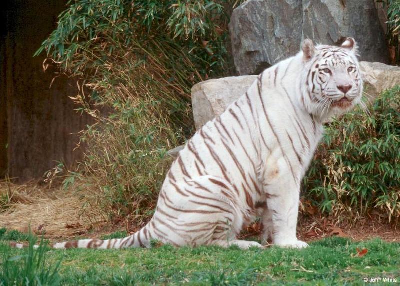 White tiger206-by John White.jpg