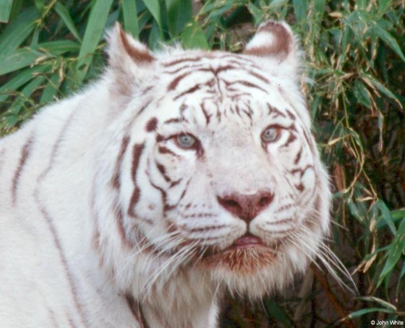 White tiger207-by John White.jpg