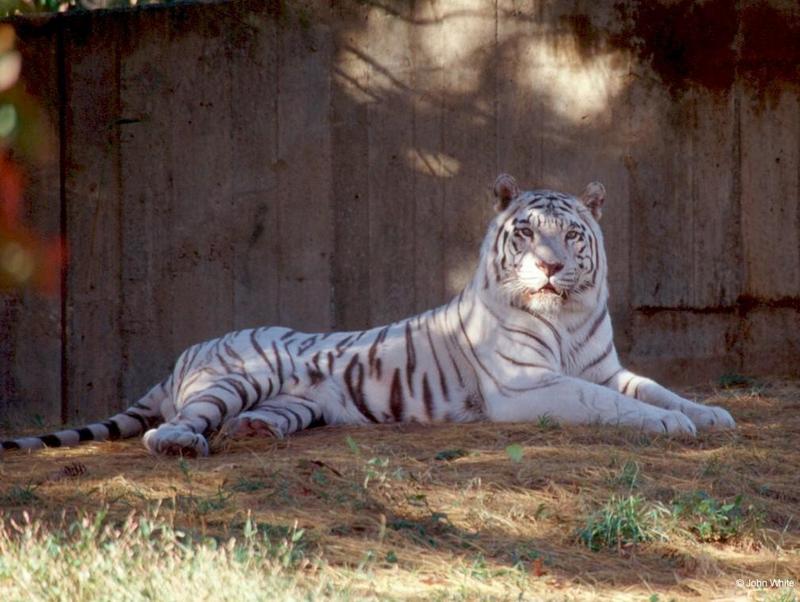 White tiger 11 20001-by John White.jpg