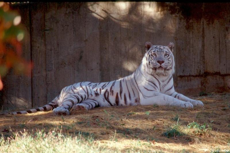 White tiger 11 20002-by John White.jpg