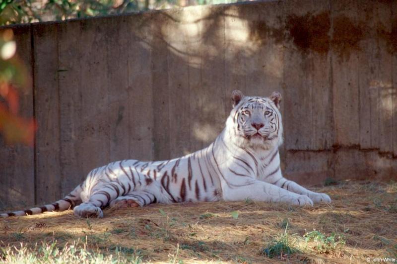 White tiger 11 20003-by John White.jpg