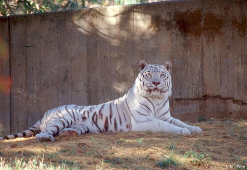 White tiger 11 20004-by John White.jpg