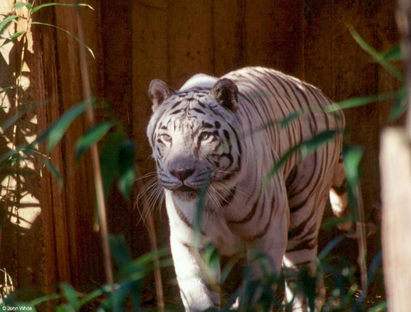 White tiger walking-by John White.jpg