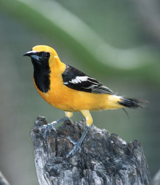 Yellowbird-Hooded Oriole-by Shirley Curtis.jpg