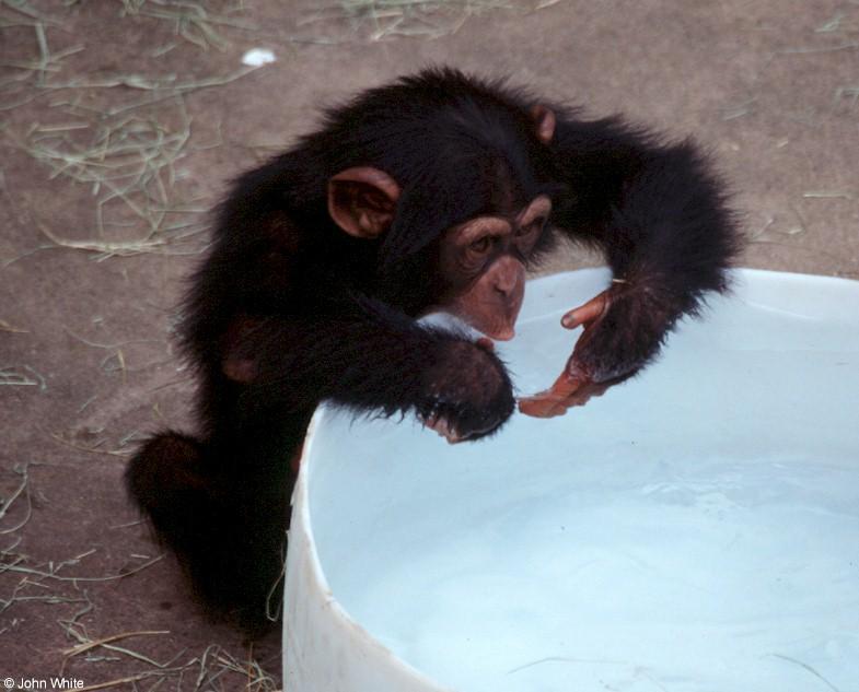 Young chimpanzee0001-by John White.jpg