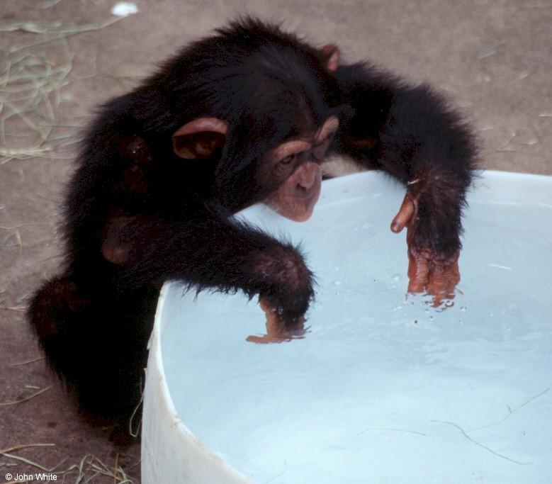 Young chimpanzee0002-by John White.jpg