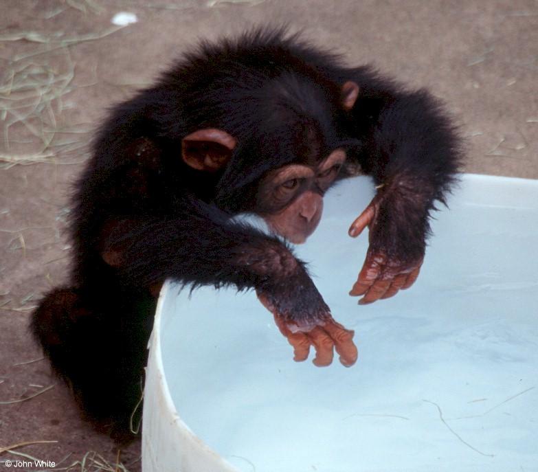 Young chimpanzee0003-by John White.jpg