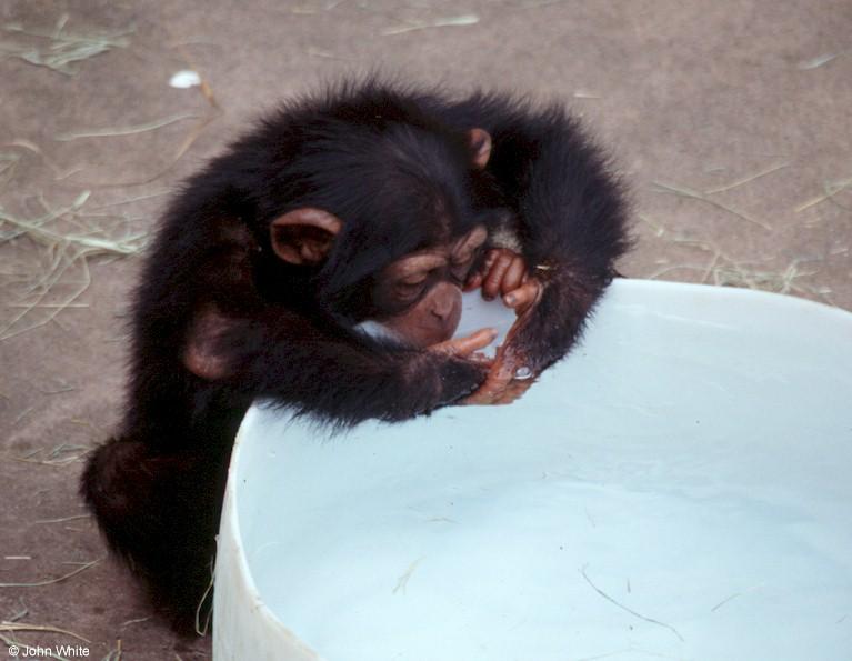 Young chimpanzee0004-by John White.jpg