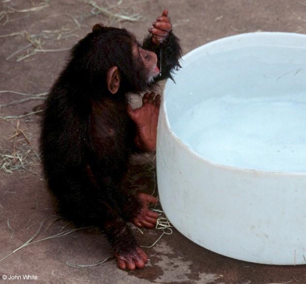 Young chimpanzee0006-by John White.jpg