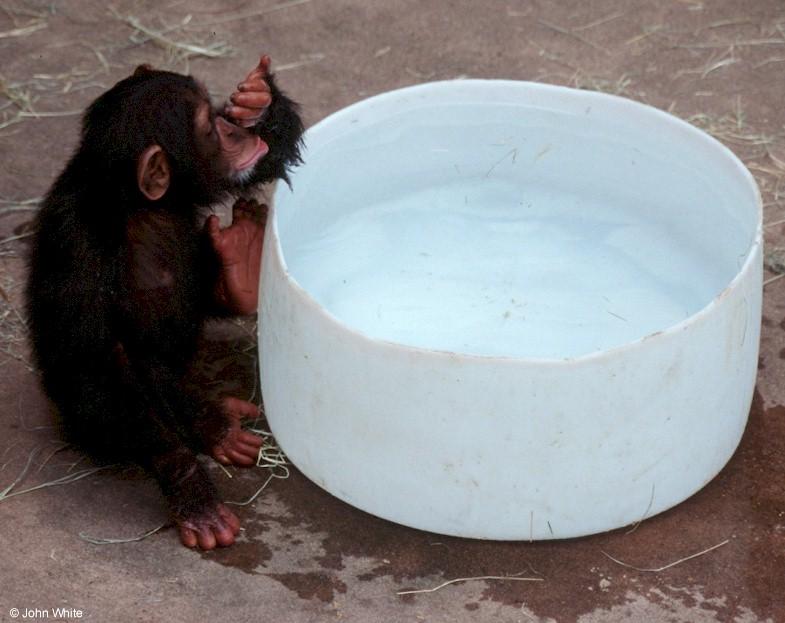 Young chimpanzee0007-by John White.jpg