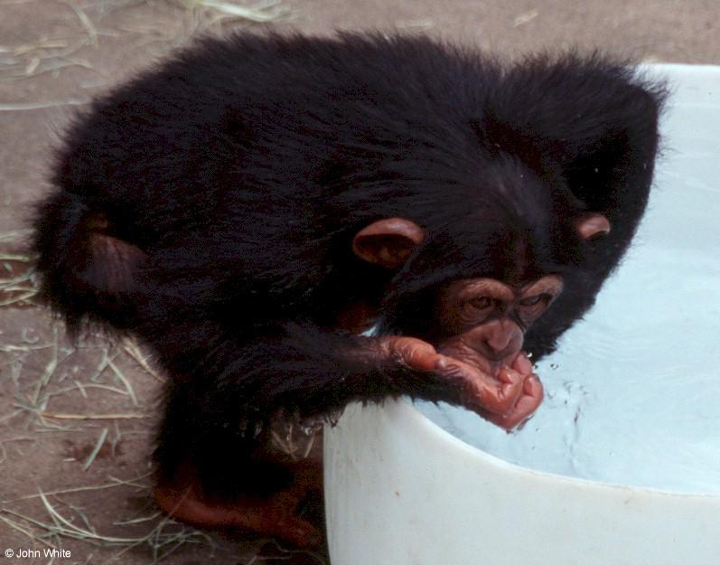Young chimpanzee0010-by John White.jpg