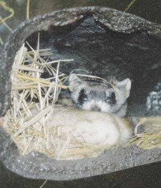 bff0-Black-footed Ferret-by Sam Young.jpg