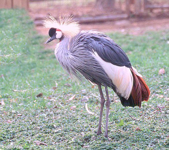 bird200-East African Crowned Crane-by John White.jpg