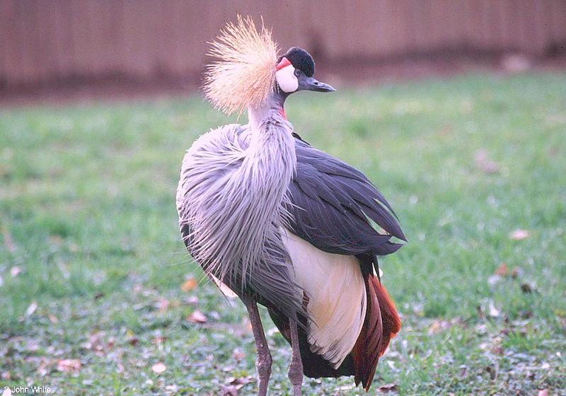 bird201-East African Crowned Crane-by John White.jpg