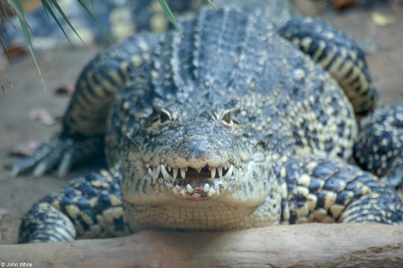 ccroc3-Cuban Crocodile-by John White.jpg