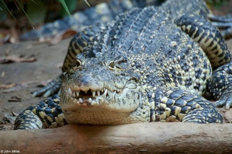 ccroc31-Cuban Crocodile-by John White.jpg