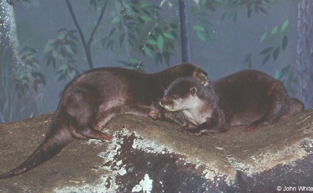 cdotter1-Chinese Dwarf-or-Asian Small-clawed Otter-by John White.jpg