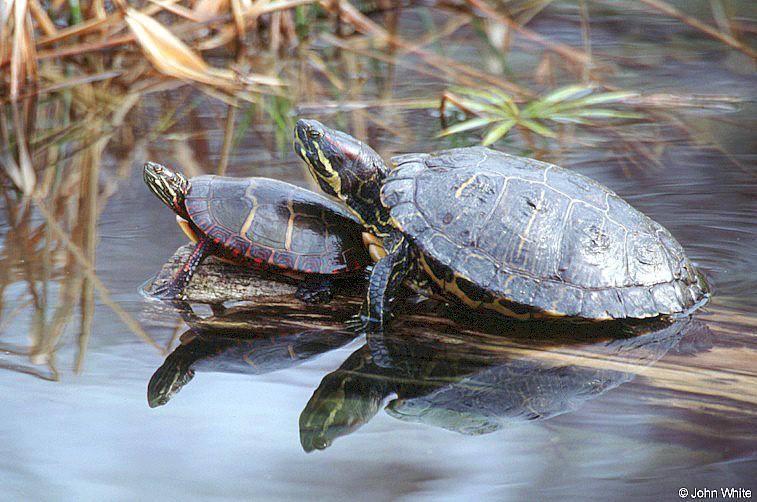 ept and res1-Eastern Painted and Red-eared Slider Turtles-by John White.jpg