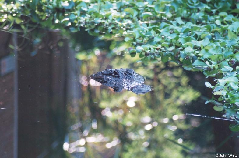 gator999-American Alligator-by John White.jpg