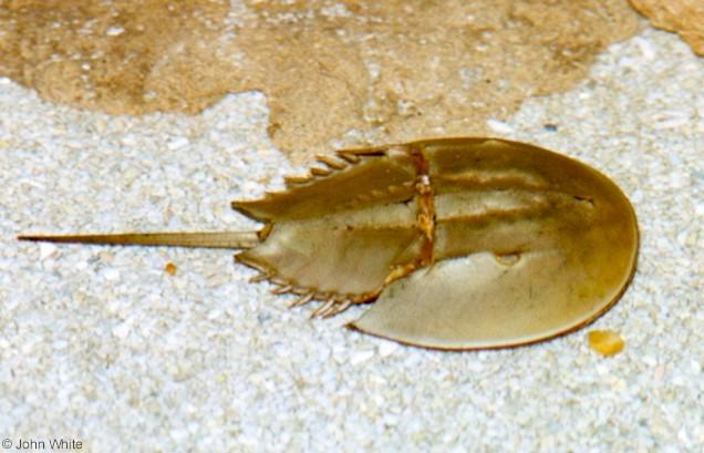 hscrab-Horseshoe Crab-by John White.jpg