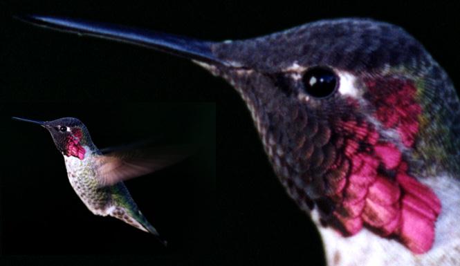 hummingbird-HeadCloseup.jpg