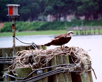 osprey01-on nest-from Beaufort SC-by S Thomas Lewis.jpg