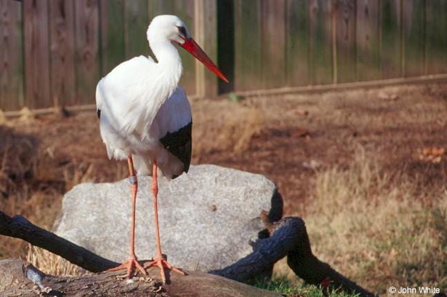 pc-European White Stork-by John White.jpg