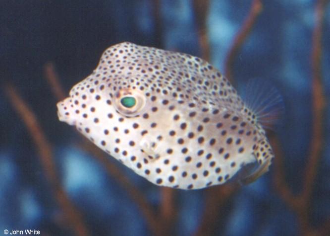 pufferfish-Spotted Trunkfish-by John White.jpg
