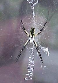 spider3-Black-and-yellow Argiope-Garden Spider-by John Leonardson.jpg