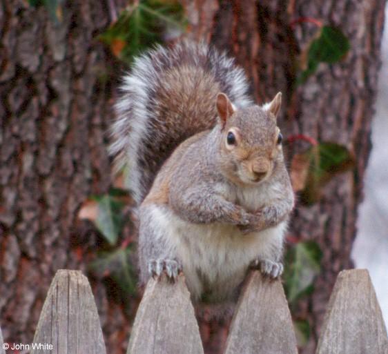 sq2-Grey Squirrel-on fence-by John White.jpg