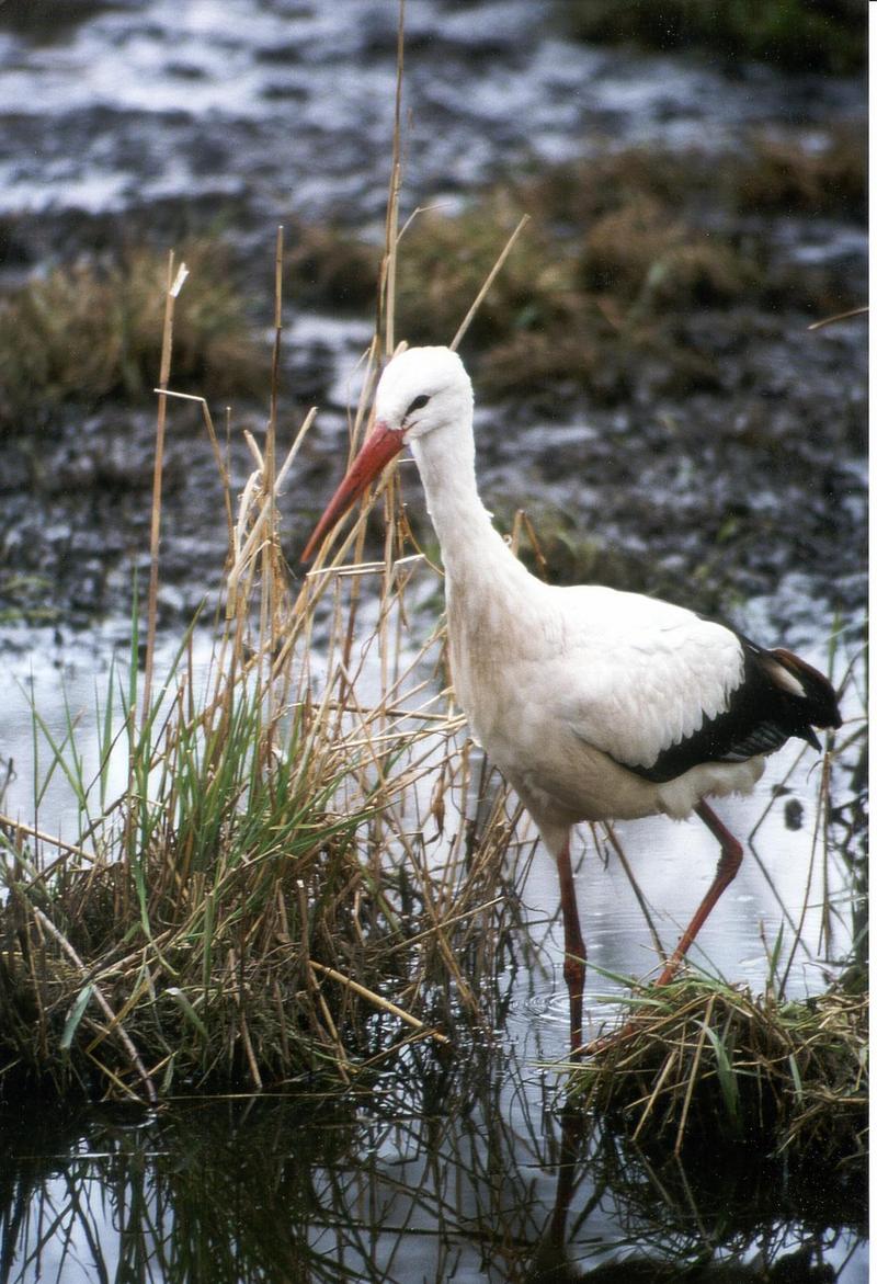 storch-European White Stork-by Urlich Gross.jpg